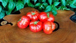 cherokee tiger large red dwarf3